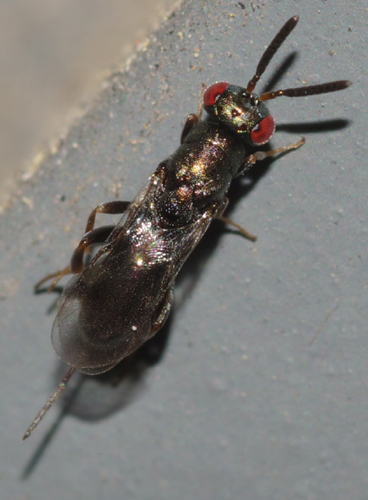 Chalcidoidea: forse Pteromalidae